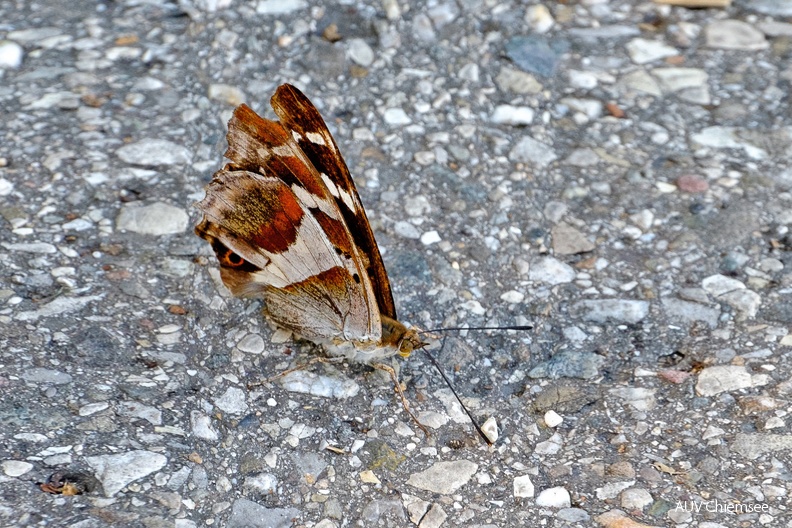 Schillerfalter
Mit einem Klick! zur Fotogeschichte mit weiteren Bildern
Rimsting / 7. August 2022 / Foto: Karen Wise
AktNatBeo-220809-kw-Schillerfalter_DSF5033-1140pix.jpg