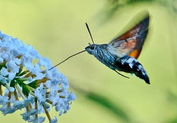 Taubenschwänzchen