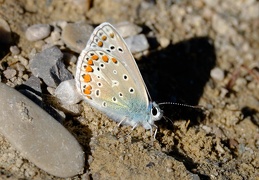 Hauhechel-Bläuling 