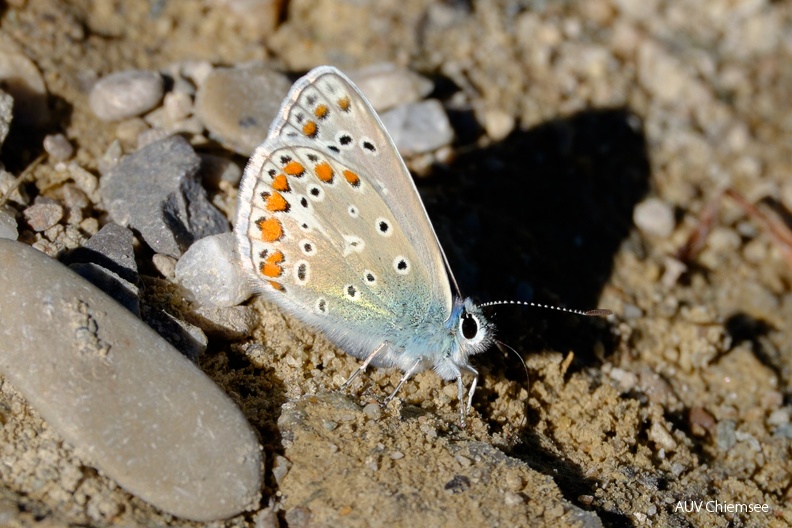 Hauhechel-Bläuling tankt Mineralien
Mit einem Klick! zur Fotogeschichte mit weiteren Bildern
Stettener See / 14. August 2022 / Foto: Karen Wise
AktNatBeo-220814-kw-Hauhechel-Blaeuling_tankt_Mineralien_DSF5251.jpg