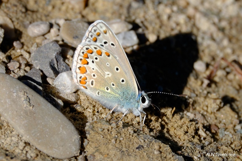 AktNatBeo-220814-kw-Hauhechel-Blaeuling_tankt_Mineralien_DSF5251.jpg