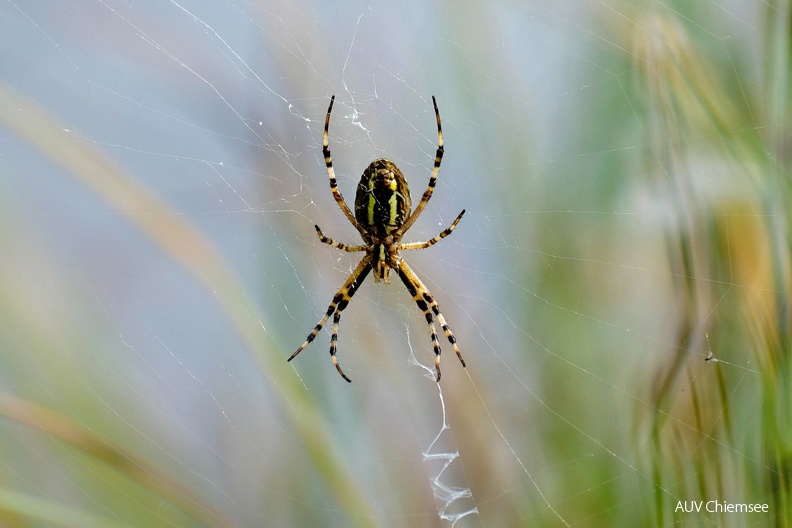 Wespenspinne
Mit einem Klick! zur Fotogeschichte mit weiteren Bildern
Stettener See / 17. August 2022 / Foto: Karen Wise
AktNatBeo-220817-kw-Wespenspinne_DSF5403-1140pix.jpg
