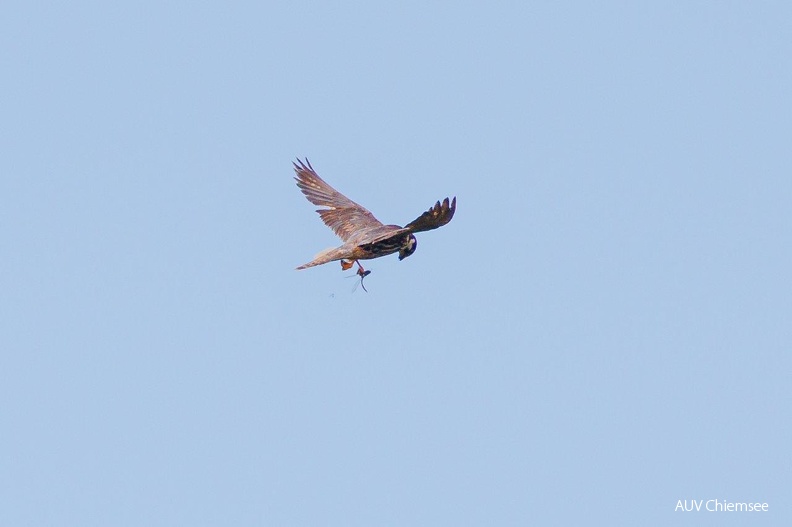 Baumfalke fängt Großlibelle
Mit einem Klick! zur Fotogeschichte mit weiteren Bildern
Grundlossee / 16.09.2022 / Foto: Andreas Hartl
AktNatBeo-220916-ah-11-Baumfalke_jagt_Grosslibellen_am_Grundlossee_(2).jpg