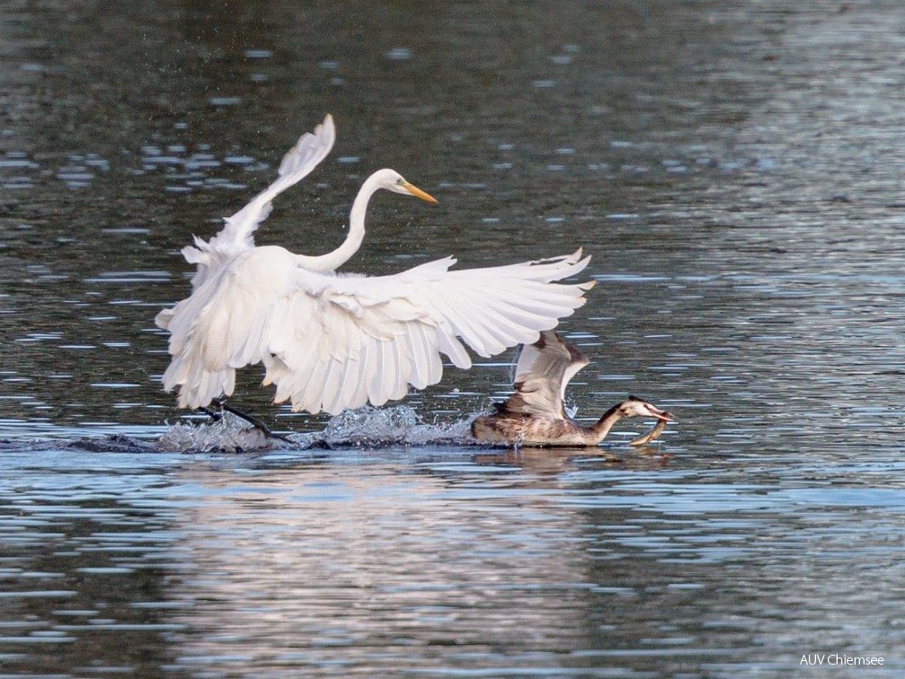 Silberreiher jagt Haubentaucher mit Beutefisch