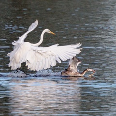 Silberreiher jagt Haubentaucher mit Beutefisch