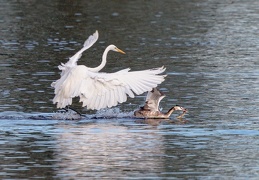 Silberreiher jagt Haubentaucher mit Beutefisch