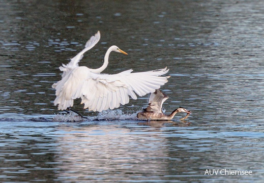Silberreiher jagt Haubentaucher mit Beutefisch