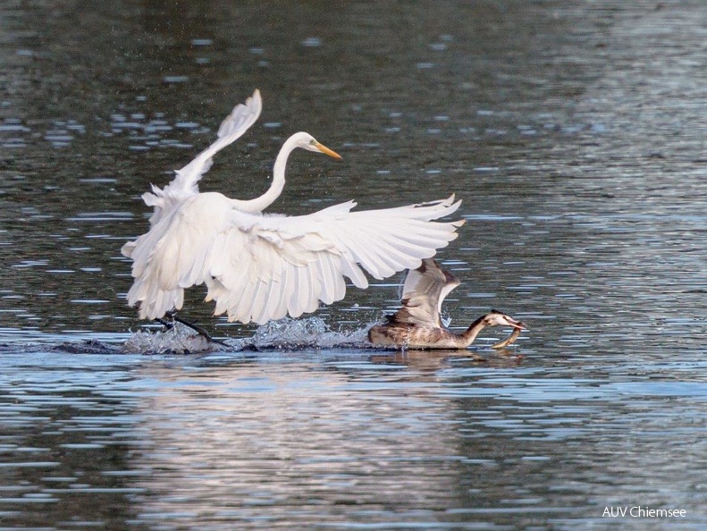 Silberreiher jagt Haubentaucher mit Beutefisch