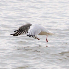 Lachmöwe erbeutet Fisch im Flug