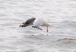 Lachmöwe erbeutet Fisch im Flug