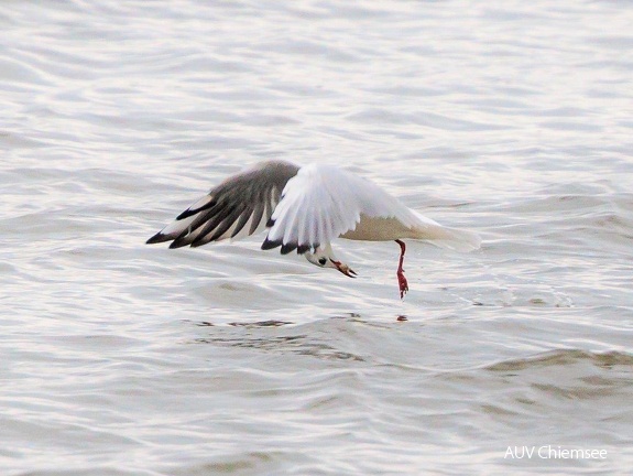 Lachmöwe erbeutet Fisch im Flug