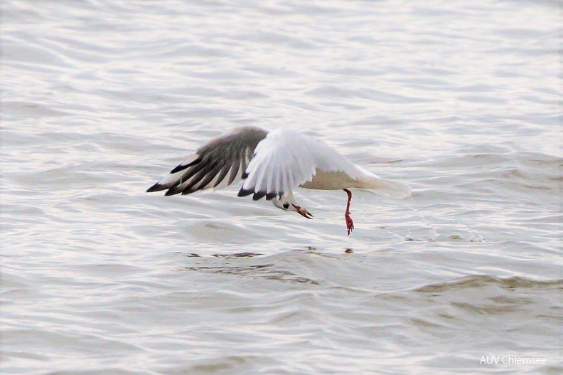 AktNatBeo-220916-ah-20-Lachmoewe_erbeutet_Fisch_im_Flug.jpg