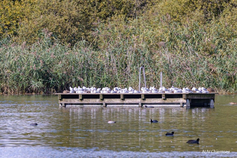 okupierte Badeplattform Rimsting
Mit einem Klick! zur Fotogeschichte mit weiteren Bildern
Strandanlage Rimsting / 24.09.2022 / Foto: Andreas Hartl
AktNatBeo-220924-ah-04-Badeplattform_Rimsting.jpg
