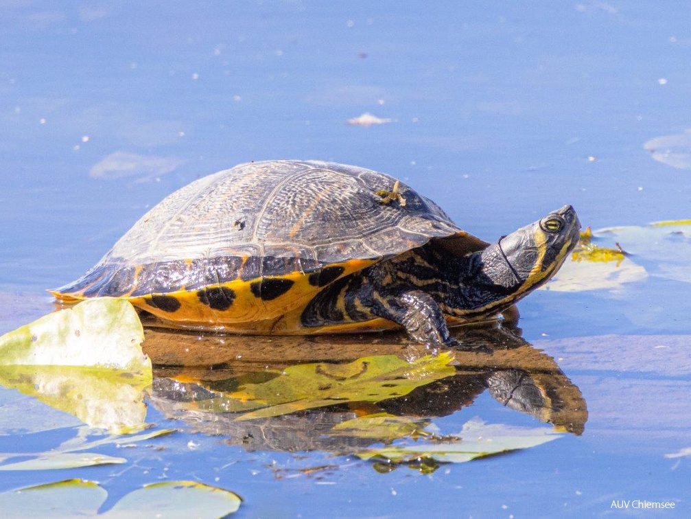 Gelbwangenschildkröte