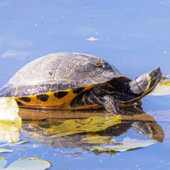 Gelbwangenschildkröte