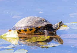 Gelbwangenschildkröte