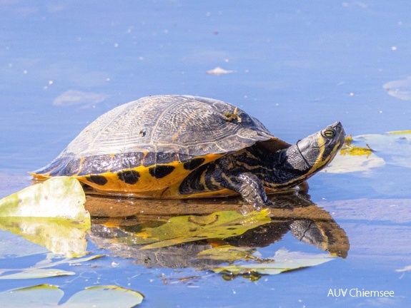 Gelbwangenschildkröte