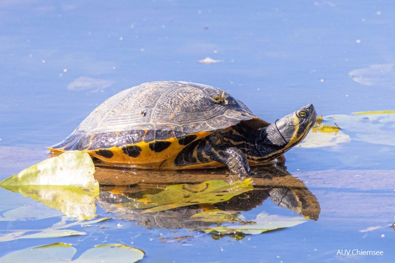 AktNatBeo-220924-ah-06-Gelbwangenschildkroete_HB.jpg