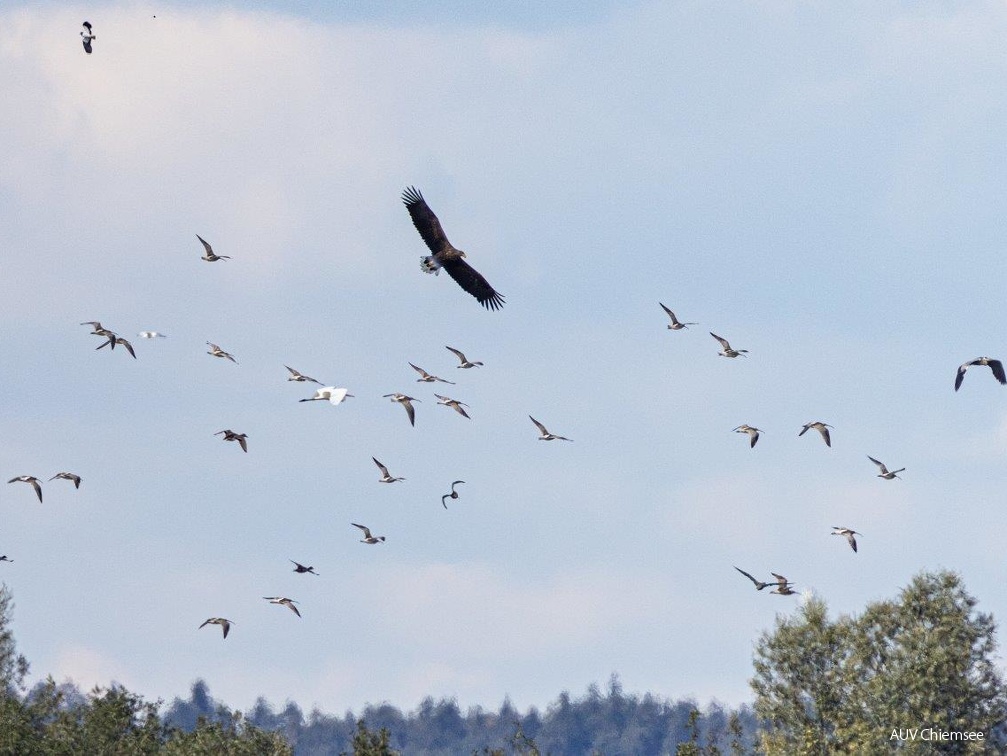 Seeadler attackiert Brachvogelschwarm