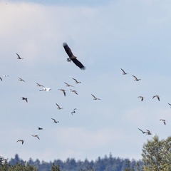 Seeadler attackiert Brachvogelschwarm