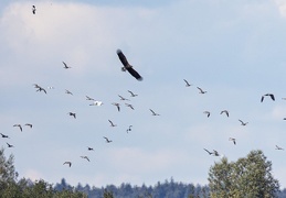 Seeadler attackiert Brachvogelschwarm