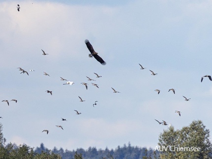 Seeadler attackiert Brachvogelschwarm