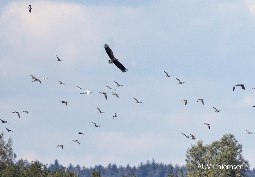 Seeadler attackiert Brachvogelschwarm