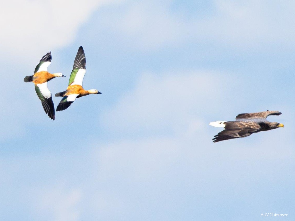 Rostgänse verfolgen jagenden Seeeadler