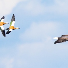 Rostgänse verfolgen jagenden Seeeadler