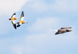 Rostgänse verfolgen jagenden Seeeadler