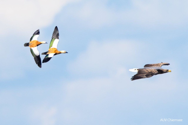 AktNatBeo-220924-ah-12-Rostgaense_verfolgen_jagenden_Seeeadler.jpg