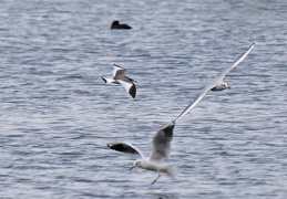 Schwalbenmöwe & Lachmöwen