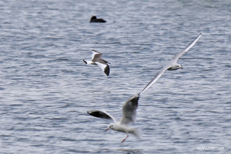 Schwalbenmöwe & Lachmöwen
Mit einem Klick! zur Fotogeschichte mit weiteren Bildern
Schafwaschener Bucht /2.10.2022 / Foto: Johannes Almer
AktNatBeo-221002-ja-3_Schwalbenmoewe+Lachmoewen-1140pix.jpg