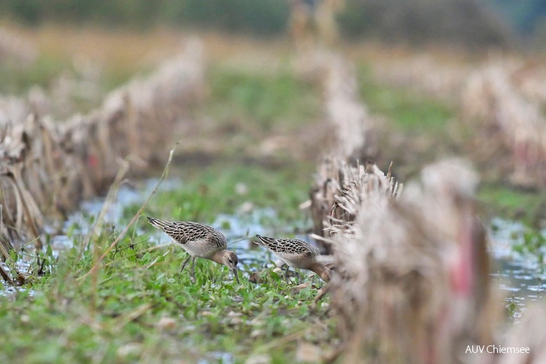 Kampfläufer
Mit einem Klick! zur Fotogeschichte mit weiteren Bildern
Schafwaschener Bucht /2.10.2022 / Foto: Johannes Almer
AktNatBeo-221002-ja-4_Kampflaeufer-1140pix.jpg