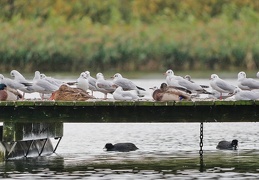 Schwalbenmöwe unter Lachmöwen