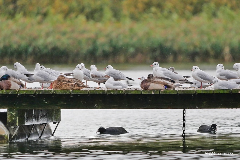 Schwalbenmöwe unter Lachmöwen
Mit einem Klick! zur Fotogeschichte mit weiteren Bildern
Schafwaschener Bucht /2.10.2022 / Foto: Johannes Almer
AktNatBeo-221002-ja-1_Schwalbenmoewe_unter_Lachmoewen-1140pix.jpg