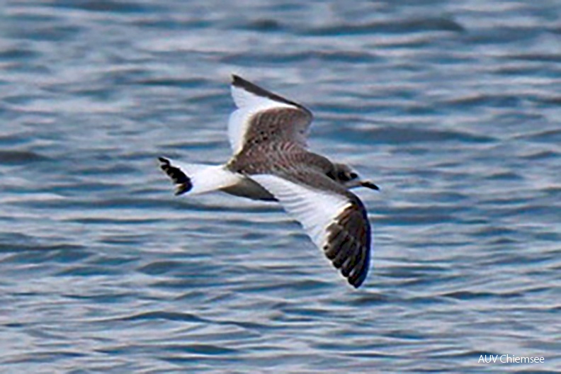 Monatsstartbild Oktober 2022
Schwalbenmöwe
Mit einem Klick! zur Fotogeschichte mit weiteren Bildern
Schafwaschener Bucht /2.10.2022 / Foto: Johannes Almer
AktNatBeo-221002-ja-3_Schwalbenmoewe-Ausschnitt-1140pix.jpg