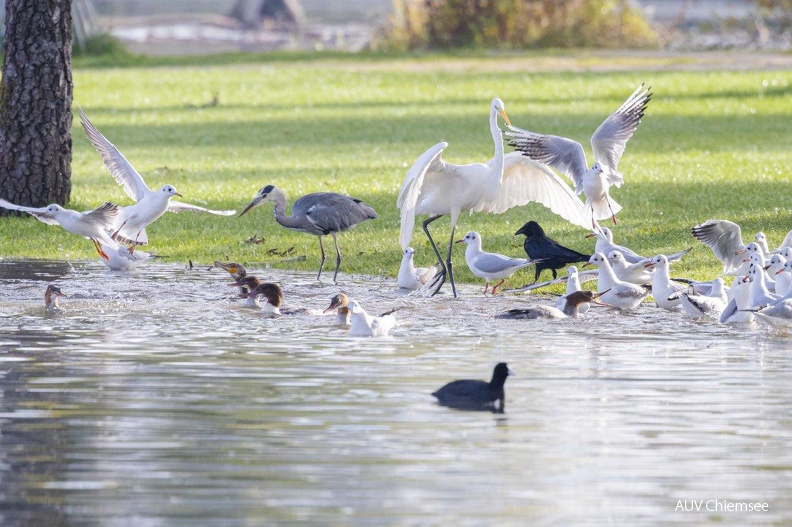 gemeinsame Fütterung
durch Kleinfischschwärme auf Futtersuche
Mit einem Klick! zur Fotogeschichte mit weiteren Bildern
Rimstinger Strandanlage / 7.10.2022 / Foto: Andreas Hartl
AktNatBeo-221007-ah-2-'Futtertraenke'-1010.jpg
