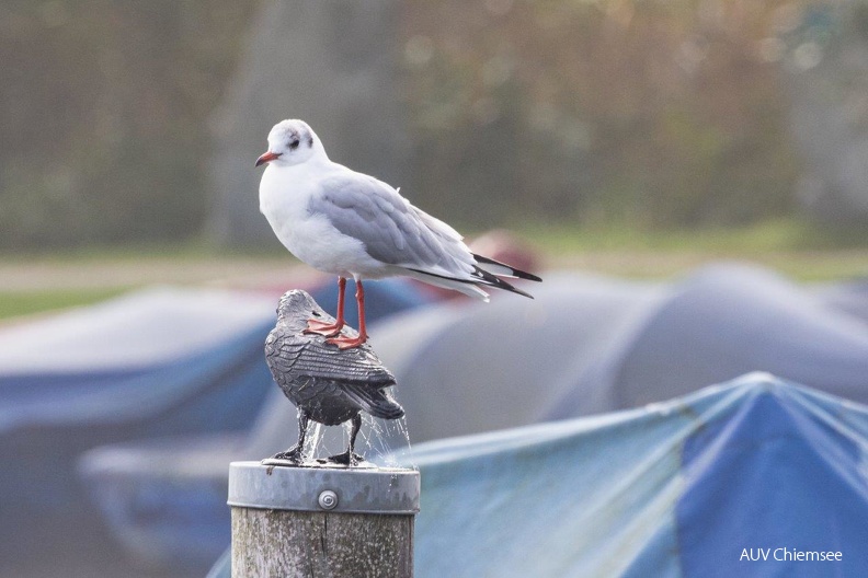 Lachmöwe nach der üppigen Nahrung
Mit einem Klick! zur Fotogeschichte mit weiteren Bildern
Rimstinger Strandanlage / 7.10.2022 / Foto: Andreas Hartl
AktNatBeo-221007-ah-3-Lachmoewe-0761.jpg