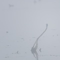 Eisvogel im Nebel