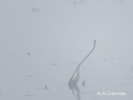 Eisvogel im Nebel