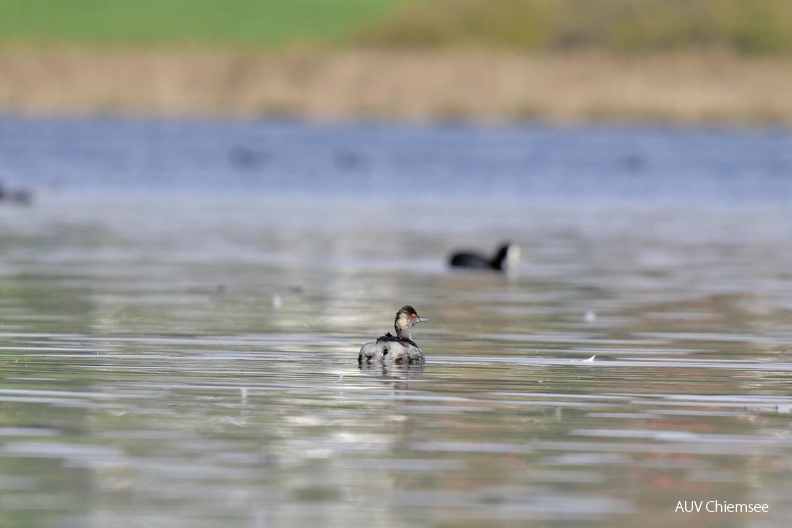 Schwarzhalstaucher
Mit einem Klick! zur Fotogeschichte mit weiteren Bildern
Schafwaschener Bucht / 11.10.2022 / Foto: Johannes Almer
10_Schwarzhalstaucher.jpg