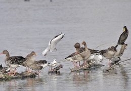 Lachmöwe - Graugans - Kormoran