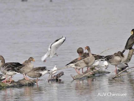 Lachmöwe - Graugans - Kormoran