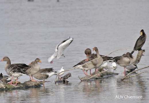 Lachmöwe - Graugans - Kormoran