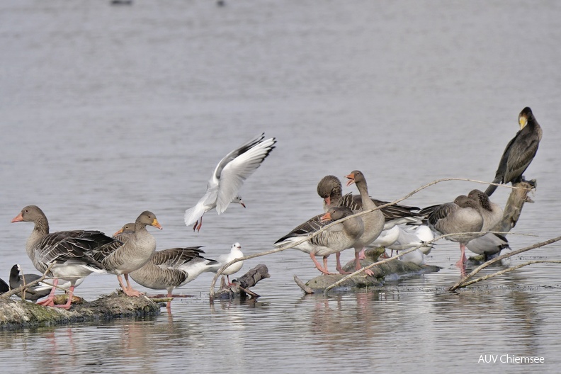 Lachmöwe - Graugans - Kormoran
Mit einem Klick! zur Fotogeschichte mit weiteren Bildern
Schafwaschener Bucht / 11.10.2022 / Foto: Johannes Almer
AktNatBeo-221011-ja-02_Lachmoewe_Graugans.jpg