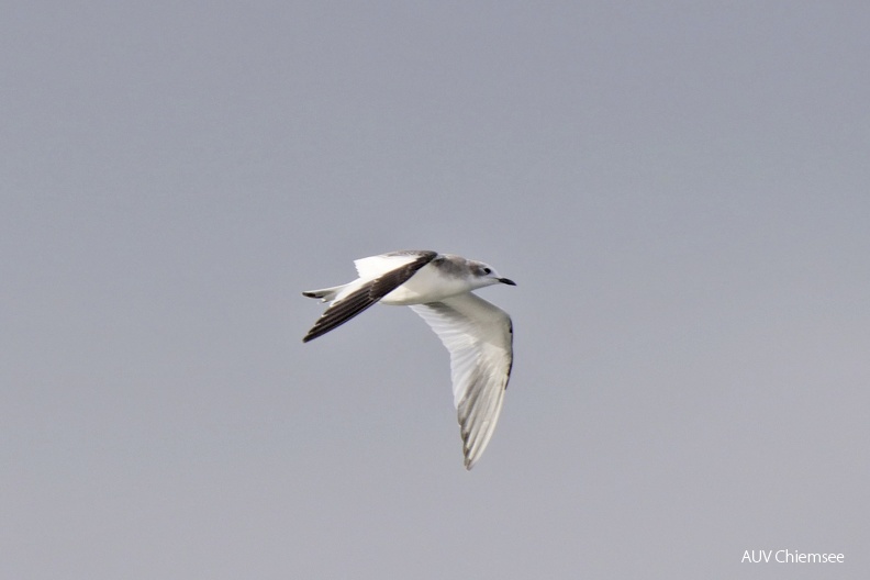 Schwalbenmöwe
Mit einem Klick! zur Fotogeschichte mit weiteren Bildern
Schafwaschener Bucht / 11.10.2022 / Foto: Johannes Almer
AktNatBeo-221011-ja-01_Schwalbenmoewe.jpg