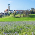 Feld mit Bienenfreund bei Höslwang