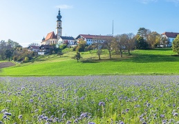 Feld mit Bienenfreund bei Höslwang