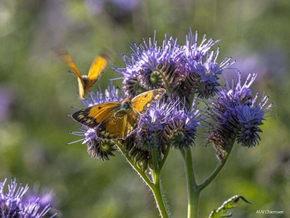 Phacelia mit hellorangegrünem Heufalter